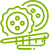Cabbage