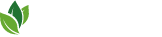 Cabbage